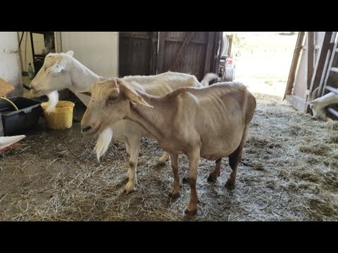 Видео: Коза с маститом // Покупаем!?