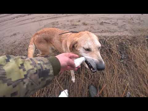 Видео: охота на зайца с р.г. Сударка в Архангельской области. 8.11.25 г.