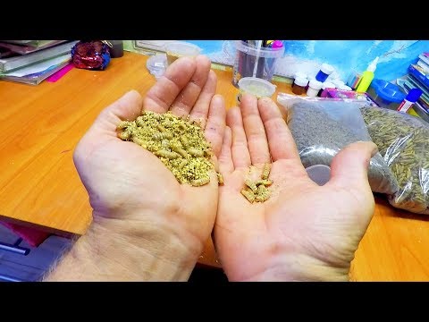 Видео: Ну теперь Язь Держись..! Посылка с Личинками "Чёрная Львинка" от Алексея Ходеева!