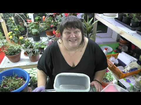 Видео: обрабатываю ампельную гвоздику продолжение