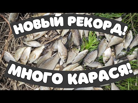 Видео: Новый рекорд по количеству карася!