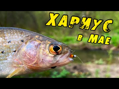 Видео: Ловля ХАРИУСА в МАЕ! Голодный КРУПНЫЙ ХАРИУС жадно КЛЮЁТ в этом ручье! Рыбалка на Хариуса 2024
