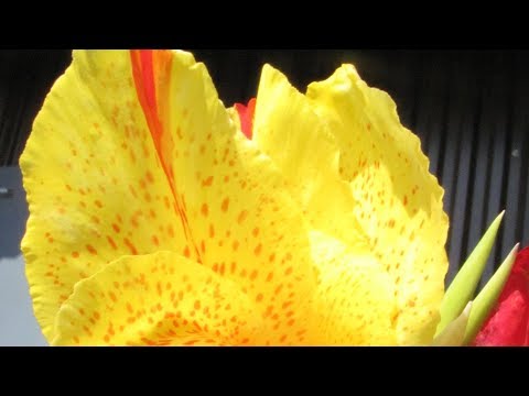 Видео: Когда выкапывать канны