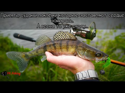Видео: Припять, судак и поклёвки которые заставляют сердце замирать. А весна то уже рядом...