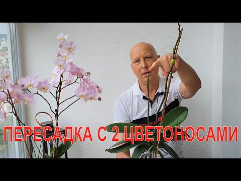 Видео: Пересаживаю орхидею  с 2 цветоносами через 3 года после покупки. Ужас, что внутри.