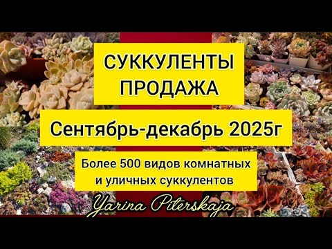 Видео: Суккуленты.  Продажа.Сентябрь-декабрь 2025г. Более 500 видов комнатных и уличных суккулентов.