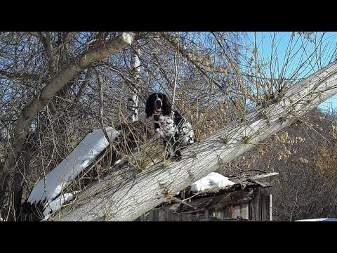 Видео: DogVlog : Гуляем 🐾 Зимние каникулы! Русский спаниель