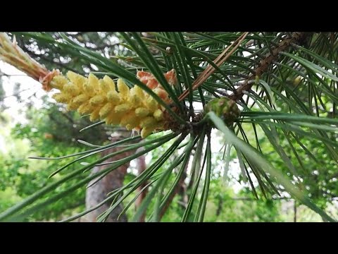 Видео: Сосновая пыльца. Сбор, хранение, применение.