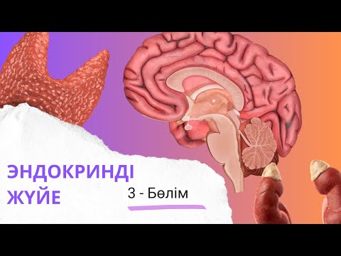 Видео: эндокринді жүйе| ұйқы безі мен бүйрекүсті безінің қыртысты қабаты| 3 - бөлім