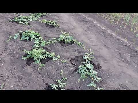 Видео: Підгодівля кавунів на початку цвітіння