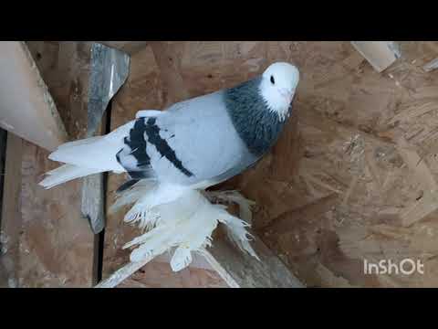 Видео: Характеристики, стандарты по сизо-лысым голубям. #голуби #pigeons #tauben #germania 