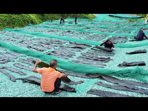 Видео: Половина острова используется для сушки водорослей! ферма водорослей в Корее / корейская еда