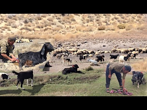 Видео: Жизнь иранских кочевников | Выживание и процветание среди дикой природы