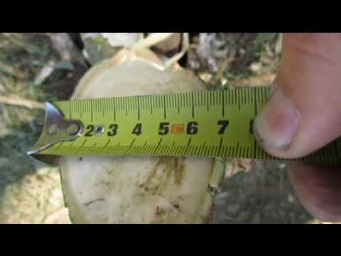 Видео: Шашка Танеровка от Мастера "ИЗ"