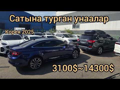 Видео: Рекстон карнивал морнинг старекс соренто к3 гренжик ватсап +821058344945