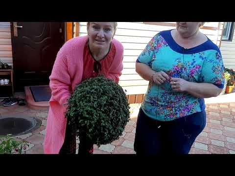 Видео: ОБЗОР участка Ольги, ИДЕЯ ПЕТУНИИ в габионах! Клумба, кашпо, красивые цветы!