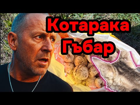 Видео: „Котаракът и гъбарят – един ден сред природата“