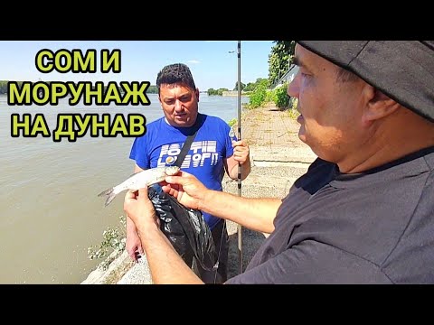 Видео: Летен риболов на р. Дунав в гр. Силистра! Как ловят сом местните хора? Съвети от рибаря Наско!