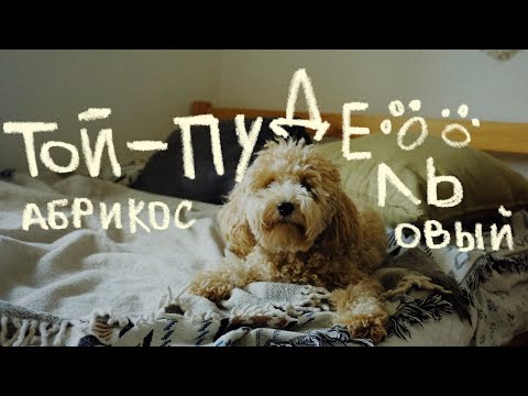Видео: о породе той-пудель | что делать если собака лает? воспитание, каким кормом кормить и как ухаживать