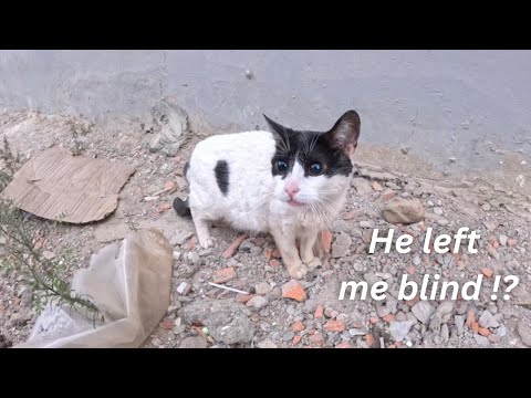 Видео: Слепую кошку, которую бросили. Мы ее спасем и станем ее светом.