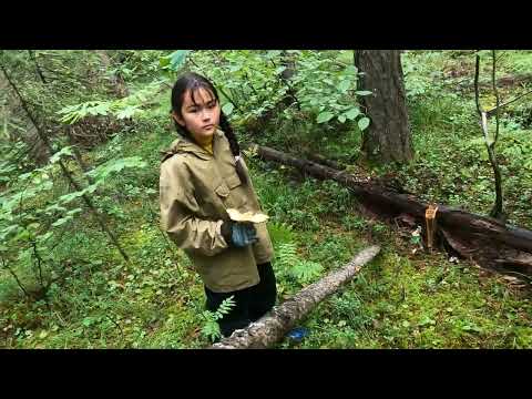 Видео: В тайгу за кедровыми шишками.