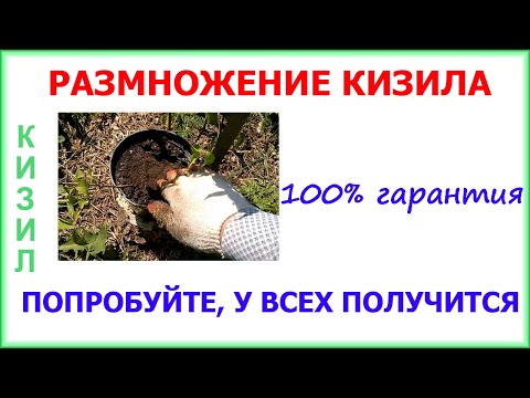 Видео: Как размножить кизил, виноград и многие другие кустарники. Методом воздушного отводка.