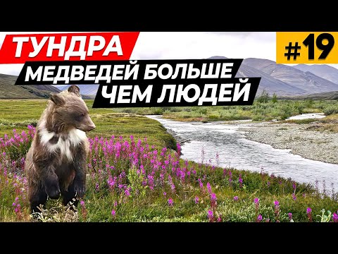 Видео: Красивая чукотская тундра \ Медведей больше чем людей \ реки Мынуттыкин, Контаваалям, Голубая  #19