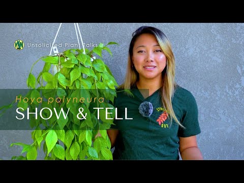 Видео: Уход и размножение хойи полиневры | Покажи и расскажи