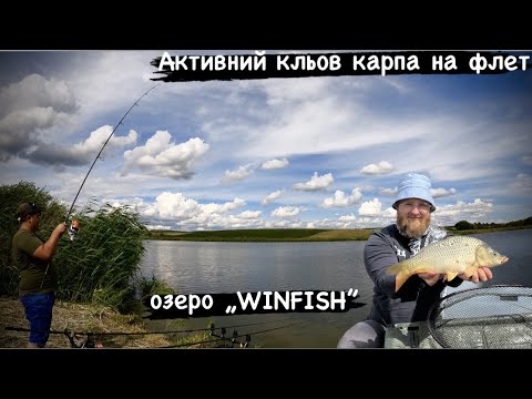 Видео: РИБАЛКА НА СПОРТИВНІЙ ВОДОЙМІ "WINFISH"|КАРП КЛЮЄ