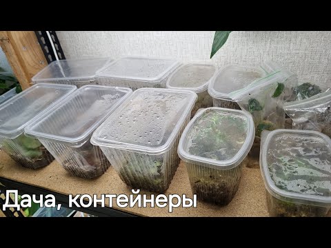 Видео: Лес на даче, заглянули в контейнеры