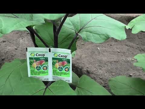 Видео: Лечение томатов, баклажанов и сладкого перца при увядании в теплице. Корневые гнили и фузариоз.