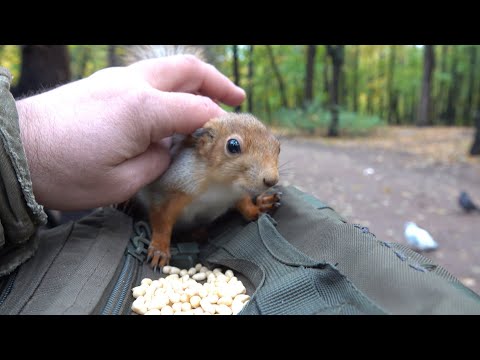 Видео: О двух голодных белках / About two hungry squirrels