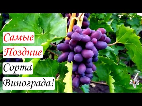 Видео: Самые поздние Сорта винограда