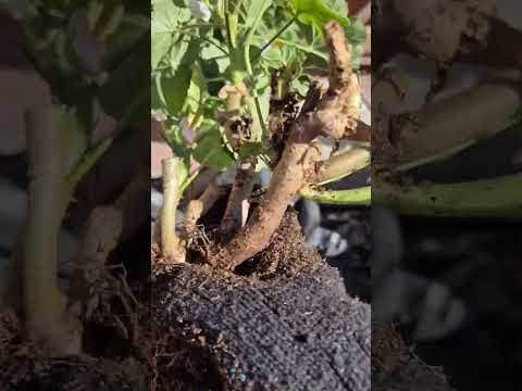 Видео: Пересадка пеларгоний 