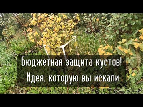 Видео: Вечное и дешевое ограждение для кустов всего за 5 минут! Лайфхак садовода!
