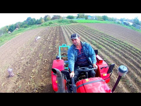 Видео: Копаю картофель ВТОРОЙ ПОСАДКИ !!!