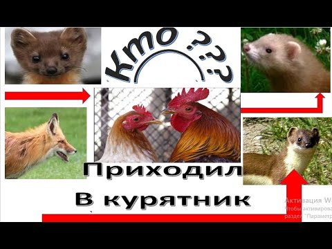 Видео: ХОРЁК или КУНИЦА?
