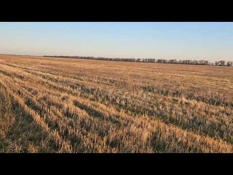 Видео: Коротко о горохе зимующем. No-till 07.11.2024