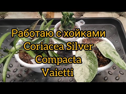 Видео: Работаю с хойками (Coriacea Silver, Compacta, Vaietti)