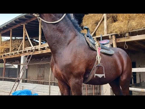 Видео: Продаётся лошадь!!!! Парода Польша, возраст 2 Асый, рост 1.75 +-