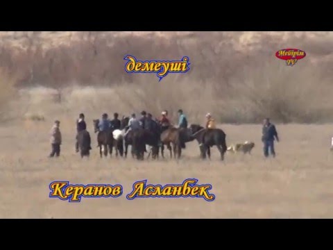 Видео: Жанажол тай жарыс Асланбек демеуші