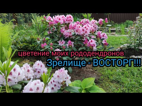 Видео: Шикарные Рододендроны Королева Ядвига. Устойчивые сорта для Подмосковья. Обзор сортов