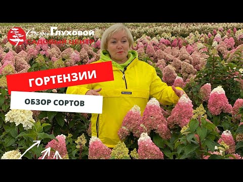 Видео: ОБЗОР СОРТОВ ГОРТЕНЗИЙ