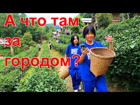 Видео: Тайланд. День за городом  Чанг Май (Chiang Mai). Чайная плантация и красавец-храм. Июнь - июль,2024