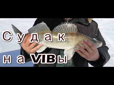 Видео: АКТИВНЫЙ КЛЕВ СУДАКА! Ловим на судака на Оби на раттлины и балансиры