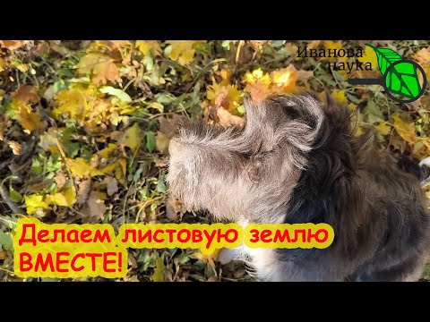 Видео: ЛУЧШЕ НАВОЗА! ДЕЛАЕМ ЛИСТОВУЮ ЗЕМЛЮ: инструкция по шагам. Опавшие листья не сжигаем и не выбрасываем