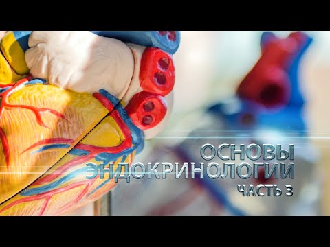 Видео: Основы эндокринологии. Часть 3.