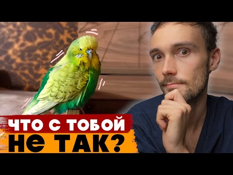 Видео: Почему попугай дрожит? Симптом или норма — 5 главных причин