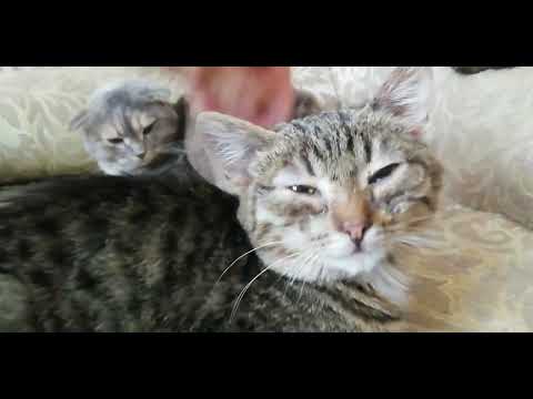 Видео: мой кошачий приют