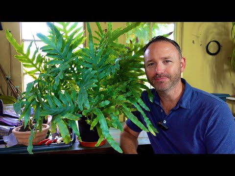 Видео: Руководство по пересадке и уходу за папоротником Massive Blue Star | Это было непросто!